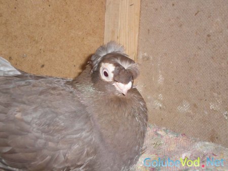 Турманы Средней Азии