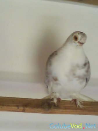 Фотографии моих турманов