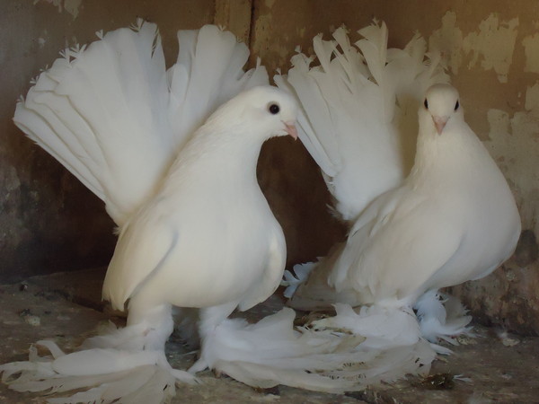 Чистота вольера – залог правильного формирования голубей на всех стадиях развития птицы