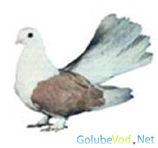 Борисоглебские цветнобокие. Подробности.