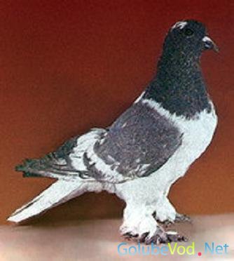 Порода хвостатых