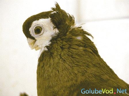 Моржанские желто-пегие