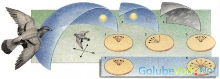 Навигация голубей