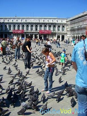 Избыток голубей.