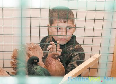 Детские клубы голубятников.