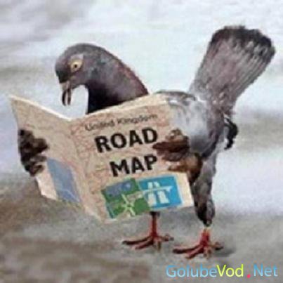 Память голубей