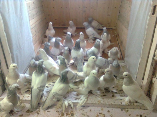 Подбираем себе голубей с хорошими качествами и продолжаем потомство