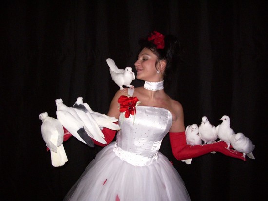 Выдрессировать голубя быстро и правильно