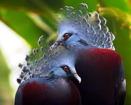 Венценосный голубь