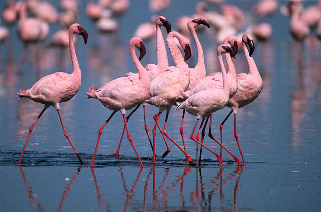 Фламинго – фото, описание, ареал, рацион, враги, популяция