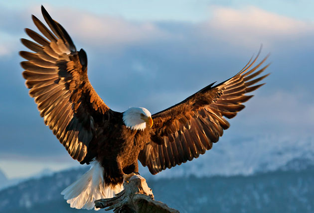 Орлы – фото, описание, виды, ареал, враги, популяция