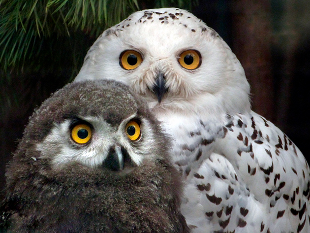 Полярная сова – фото, описание, ареал, рацион, популяция