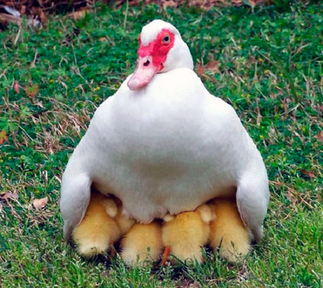 Индоутка – фото, описание, ареал, рацион, враги, популяция