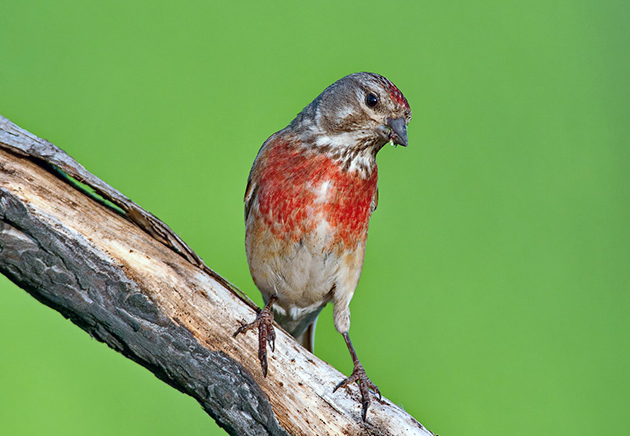 Коноплянка – фото, описание, ареал, рацион, враги, популяция