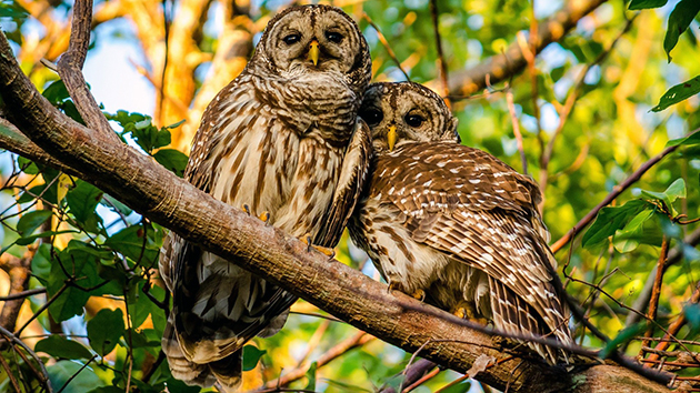 Неясыть – фото, описание, ареал, рацион, враги, популяция