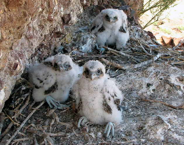 Сокол – фото, описание, ареал, рацион, враги, популяция
