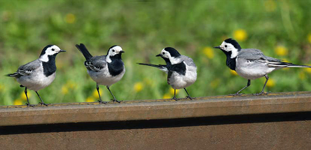 Трясогузки – фото, описание, ареал, рацион, враги, популяция