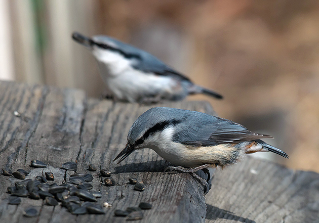 Поползни – фото, описание, ареал, рацион, враги, популяция