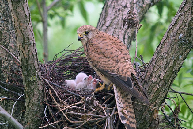 Пустельги – фото, описание, ареал, рацион, враги, популяция