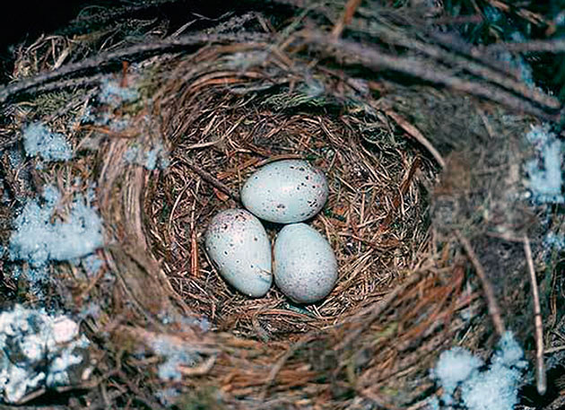 Клест – фото, описание, ареал, питание, размножение
