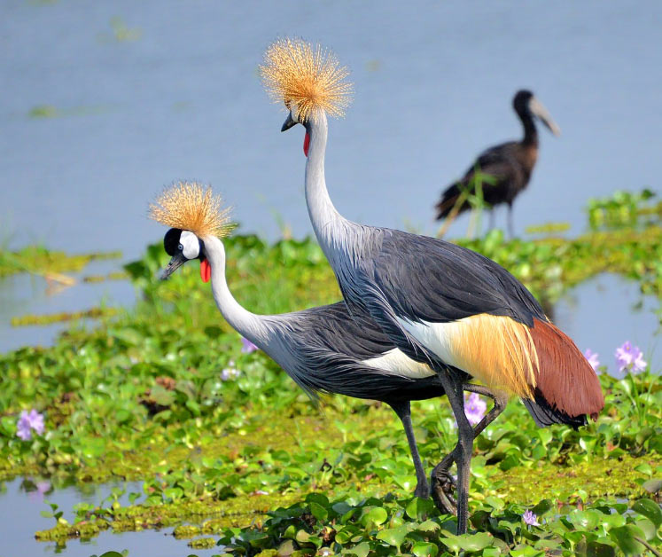 Журавли – фото, описание, ареал, рацион, враги, популяция