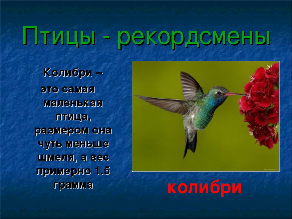 Название рассказа птица. Птицы рекордсмены Колибри. Колибри краткая информация. Колибри доклад. Информация о птице Колибри.