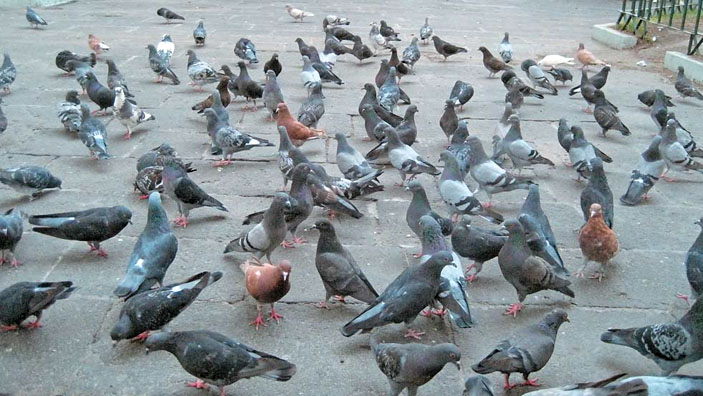 Городские голуби: полиморфизм и стратегии выживания