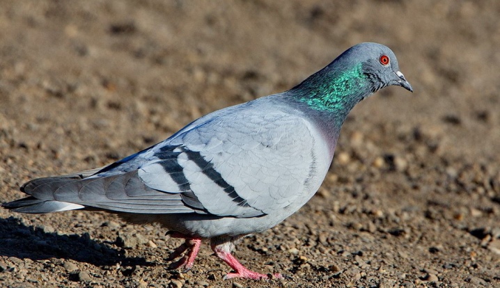 Классификация пород и цвета голубей