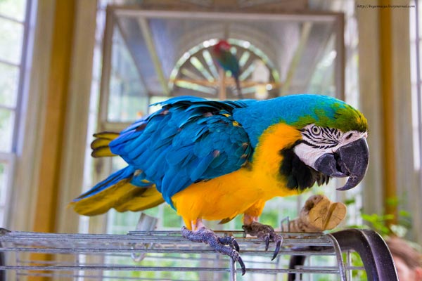 Попугай ара: фото, цена, описание, содержание, отзывы