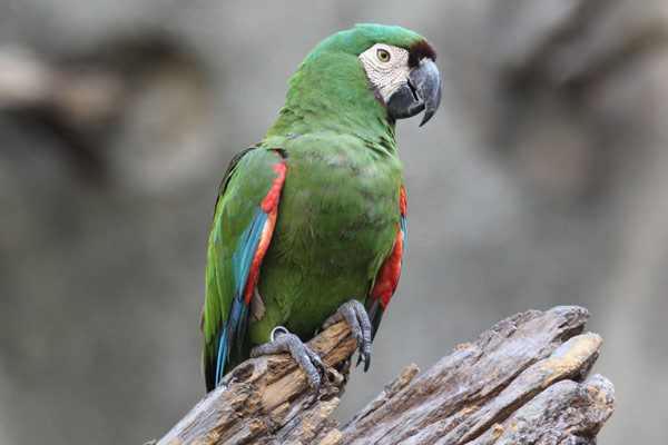 Попугай ара: фото, цена, описание, содержание, отзывы