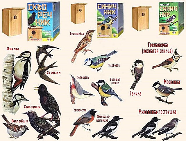 Скворечник для птиц своими руками: схемы и пошаговые фото инструкции