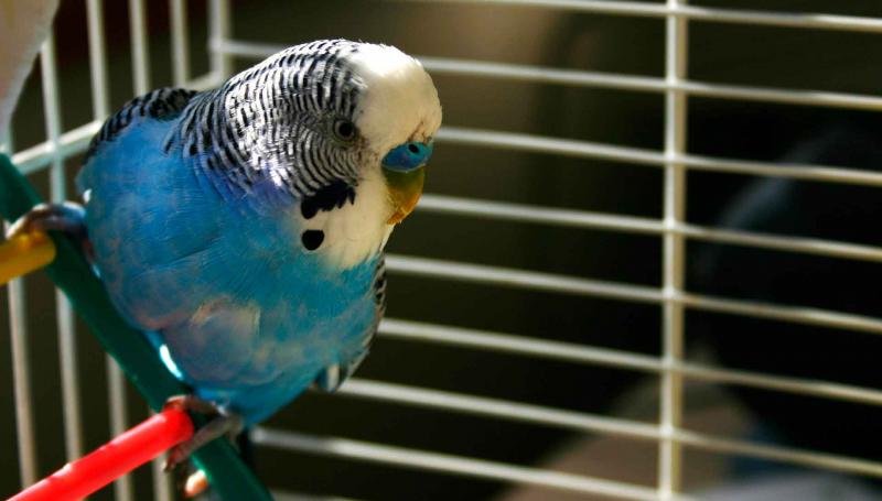 Волнистый попугай – говорливый тенор