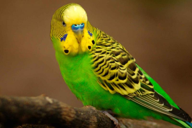 Волнистый попугай – говорливый тенор
