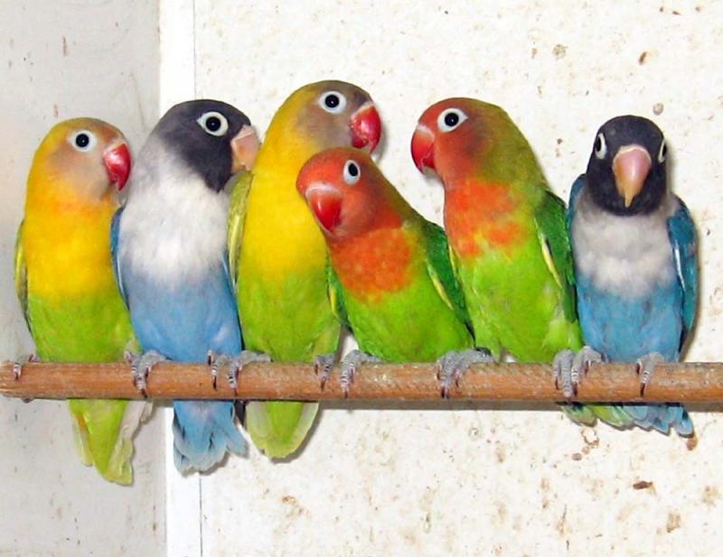 Все о попугаях неразлучниках