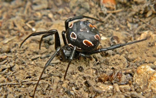 Каракурт – самый ядовитый паук в мире