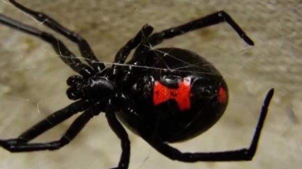 Полезные качества черного паука