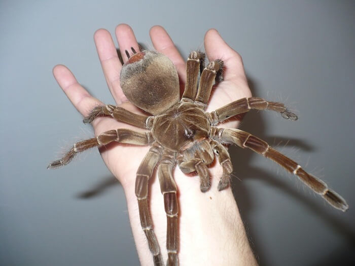 Самый большой паук в мире: топ-10