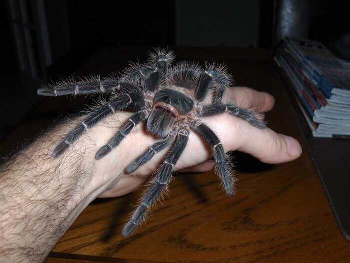 Самый большой паук в мире: топ-10