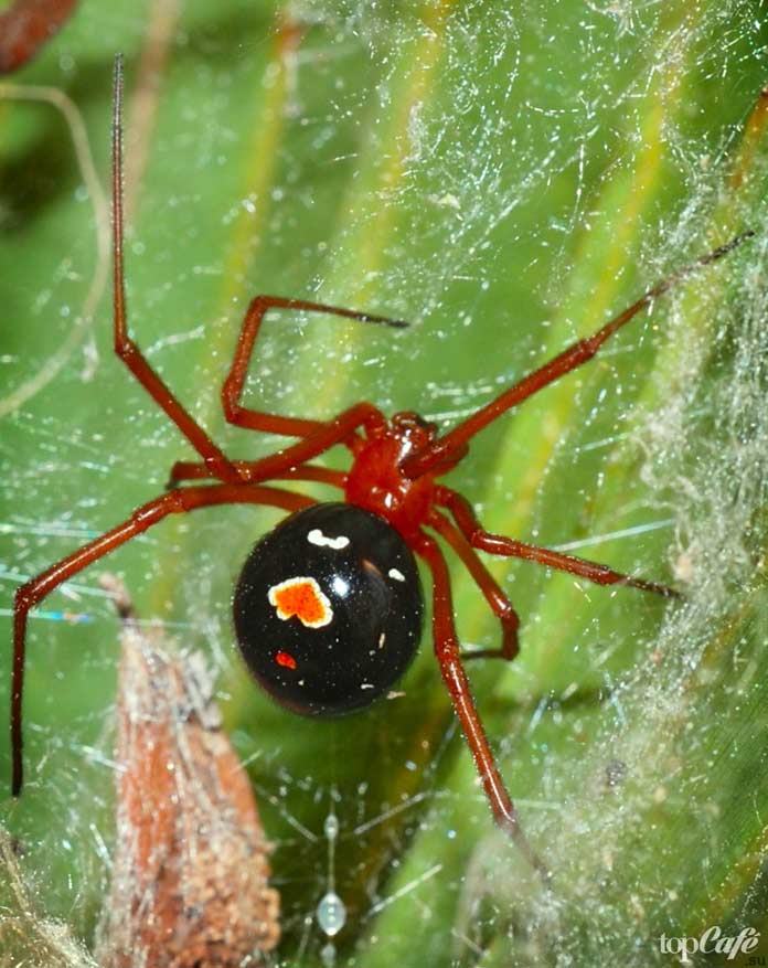 Ядовитая вдова. Latrodectus bishopi. Вдова Бишопа паук. Красные пауки ядовитые. Ядовитый Мико паук.