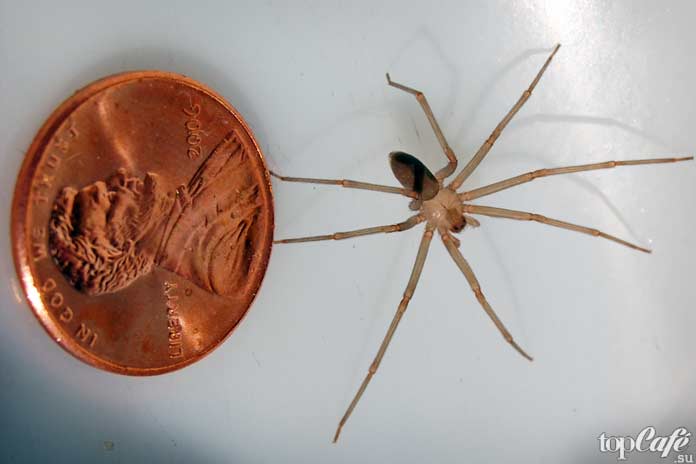 ТОП-16 самых опасных пауков в мире