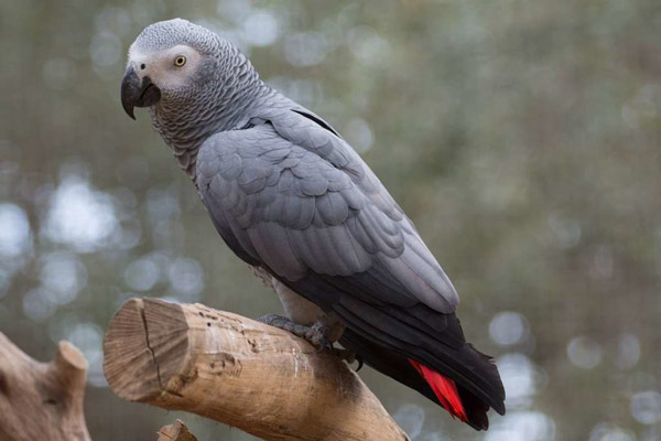 Виды домашних попугаев с описанием, названиями и фото