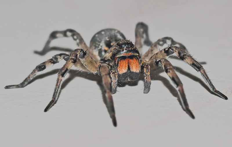 Виды пауков – названия с описанием и фото, опасность укуса