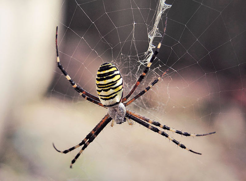 Виды пауков – названия с описанием и фото, опасность укуса