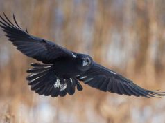 Примета ворона села на голову или коснулась: к чему задела или пролетела над головой