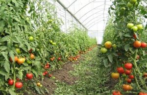 Выращивание овощей в теплице