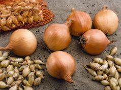 Как выбрать озимый лук севок