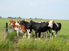 Что необходимо знать о выращивании животных и растений? Полезные советы от портала «Мир Фермера»