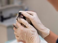 Когда необходим прием ветеринарного стоматолога