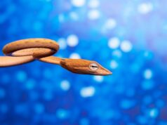 Маленькие цветные змеи во сне: толкование