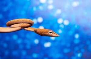 Маленькие цветные змеи во сне: толкование